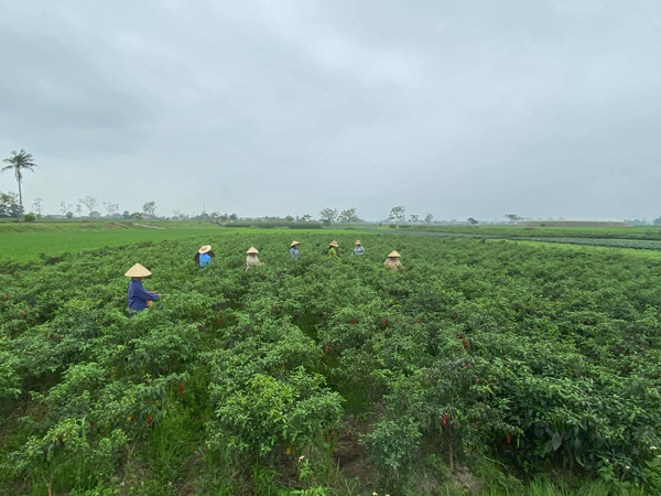 Cam 30 trieu dong khoi nghiep, 9x xu Thanh thu ve tien ty moi nam