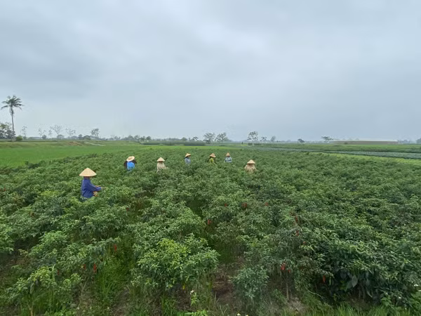 Cam 30 trieu dong khoi nghiep, 9x xu Thanh thu ve tien ty moi nam