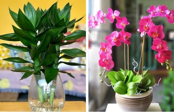 7 loại cây là “nam châm hút tiền“, chớ dại bỏ qua 7 loai cay la “nam cham hut tien“, cho dai bo qua