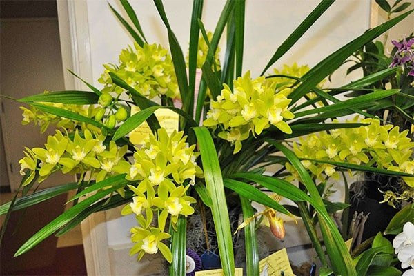 Nam moi Nham Dan 2022 ruoc ngay 7 cay phong thuy nay de loc la day nha