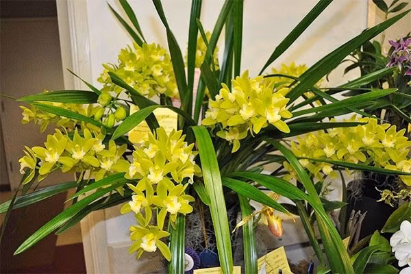 Nam moi Nham Dan 2022 ruoc ngay 7 cay phong thuy nay de loc la day nha