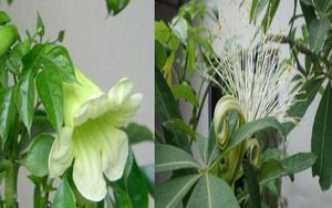 Sau Rằm tháng Chạp, 3 con giáp phú quý gõ cửa - Hình 6 Sau Ram thang Chap, 3 con giap phu quy go cua-Hinh-6