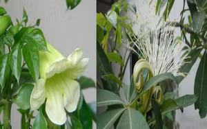 Sau Ram thang Chap, 3 con giap phu quy go cua-Hinh-6