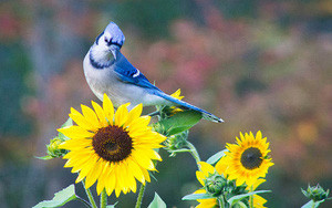 Sau Rằm tháng Chạp, 3 con giáp phú quý gõ cửa - Hình 4 Sau Ram thang Chap, 3 con giap phu quy go cua-Hinh-4