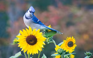 Sau Ram thang Chap, 3 con giap phu quy go cua-Hinh-4