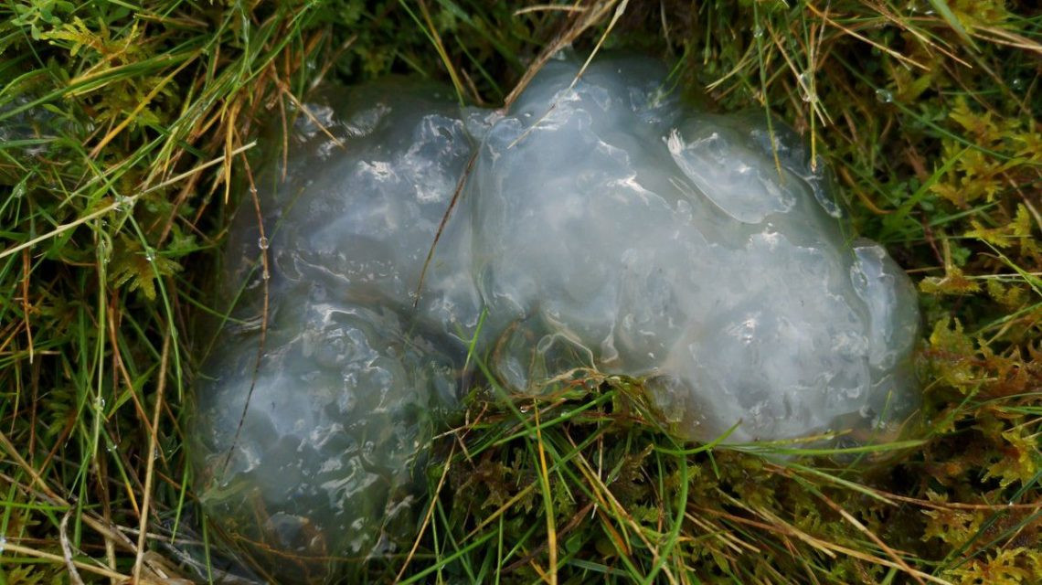 Bí ẩn cơn mưa chất nhầy mang theo thứ dịch bệnh khiến cả thị trấn nhập viện - Hình 4 Bi an con mua chat nhay mang theo thu dich benh khien ca thi tran nhap vien-Hinh-4