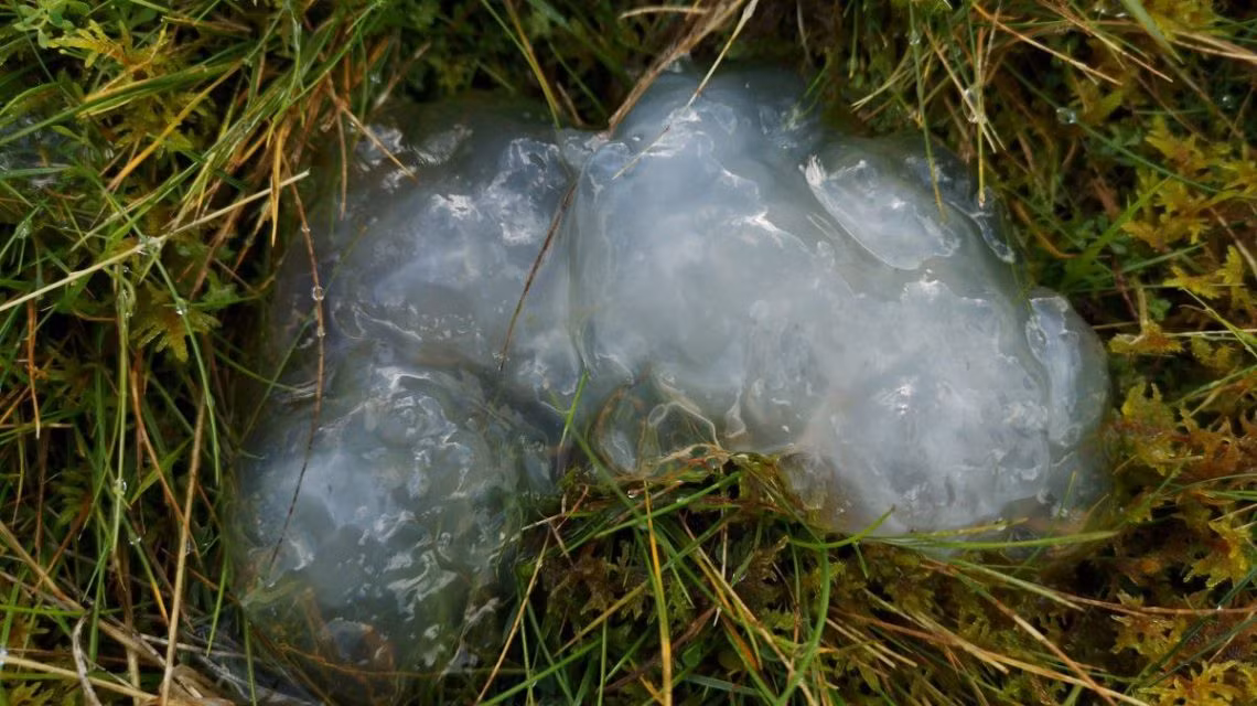 Bi an con mua chat nhay mang theo thu dich benh khien ca thi tran nhap vien-Hinh-4