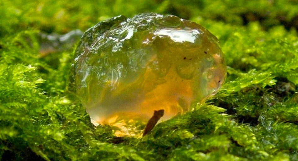 Bí ẩn cơn mưa chất nhầy mang theo thứ dịch bệnh khiến cả thị trấn nhập viện - Hình 2 Bi an con mua chat nhay mang theo thu dich benh khien ca thi tran nhap vien-Hinh-2