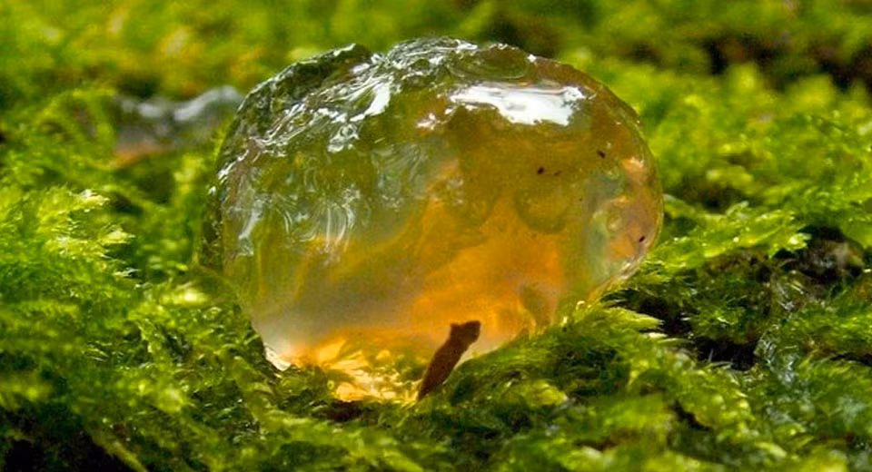 Bi an con mua chat nhay mang theo thu dich benh khien ca thi tran nhap vien-Hinh-2