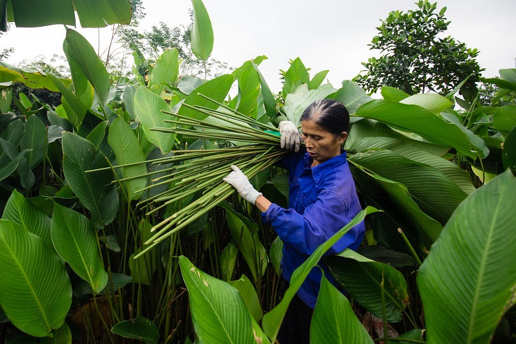 Nông dân ngoại thành Hà Nội hốt bạc nhờ trồng loại lá không thể thiếu dịp Tết ảnh 1