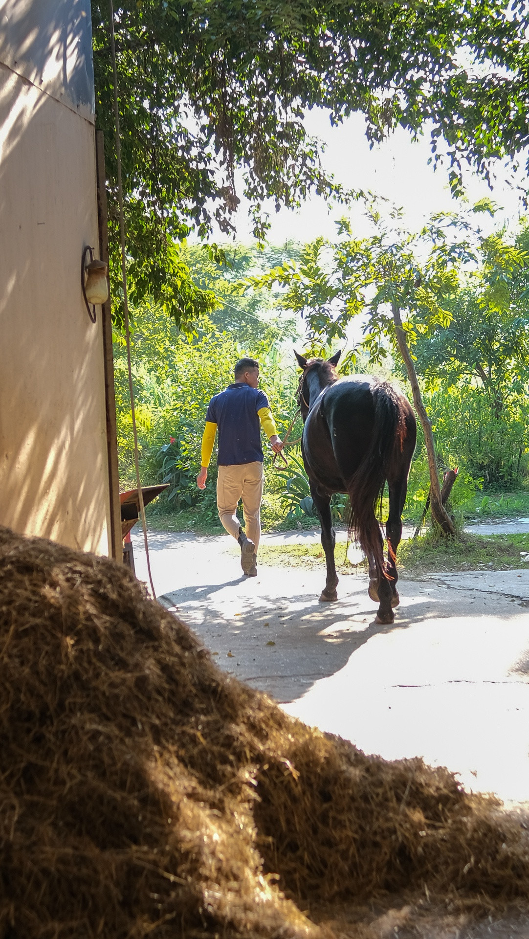 Thông thường, một ngày tập luyện bắt đầu từ 7h30. Vào mùa hè, ngựa có thể ra sân sớm hơn để tránh nắng gắt. Công việc huấn luyện diễn ra hàng ngày, kể cả trong thời gian CLB tạm thời đóng cửa vì dịch bệnh, để các con vật không “quên bài”. Bên cạnh đó, tôi cũng đứng lớp đào tạo học viên cưỡi ngựa chuyên nghiệp theo phong cách châu Âu.