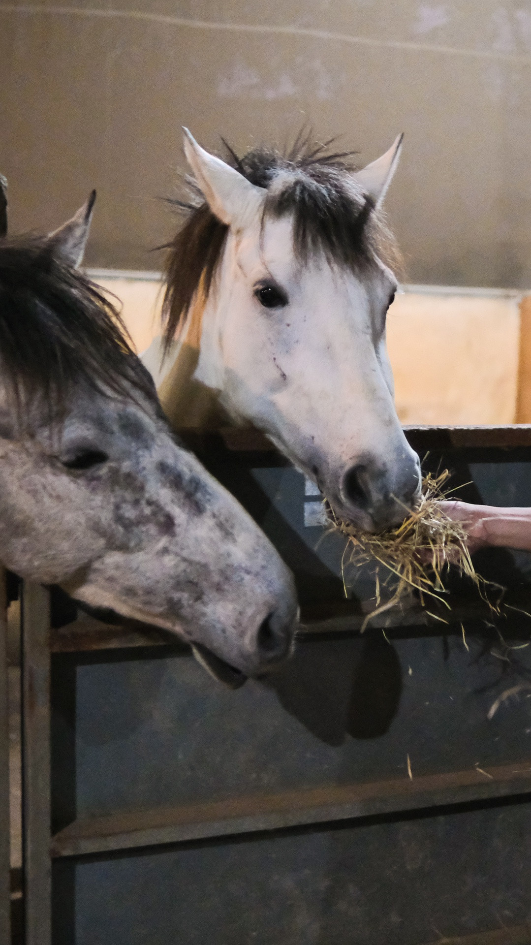 Tuy tốn kém, tôi và các đồng nghiệp cố gắng tạo điều kiện tốt nhất cho đàn ngựa phát triển bởi chế độ dinh dưỡng rất quan trọng. Do dạ dày nhạy cảm, chúng không thể ăn những món lạ. Nếu ngựa không hấp thu thức ăn tốt, sức khỏe của chúng sẽ suy yếu, ảnh hưởng thể trạng và bộ lông không còn óng mượt.