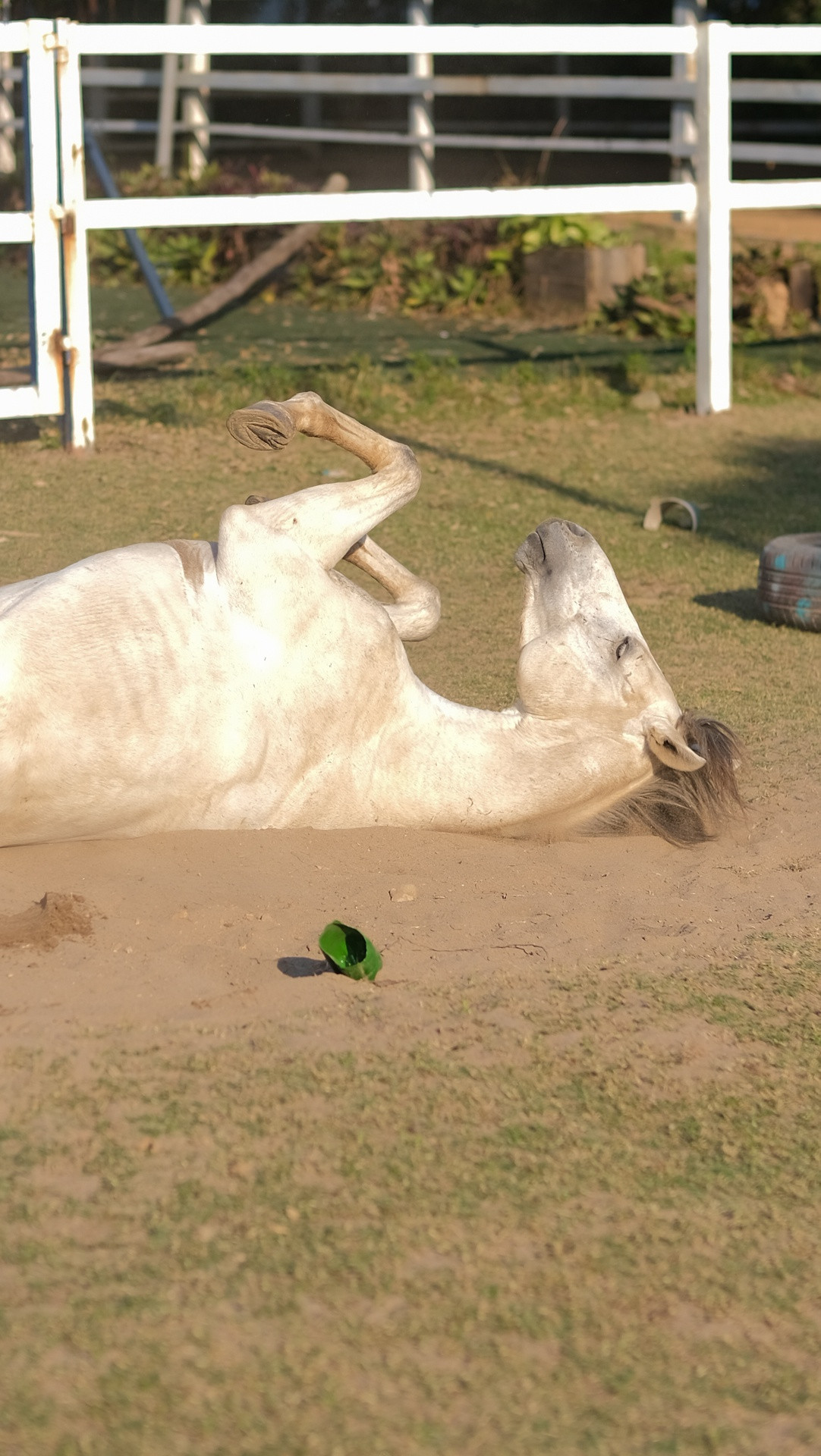 Mỗi con ngựa có một tên gọi như Lã Bố, Kim Phụng, Hương Phi,… cũng như sở hữu tính cách rất riêng. Có những con ngựa nhút nhát, hiền lành, một số khác lại bướng bỉnh, nghịch ngợm, thích lăn lộn vầy cát dưới nắng.