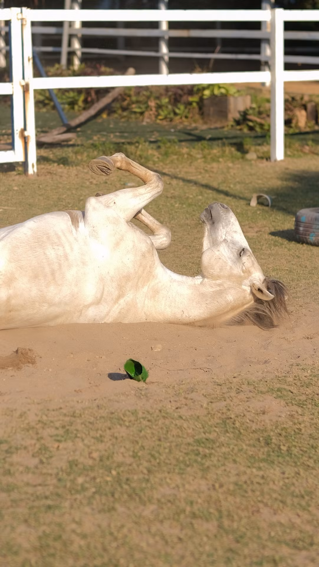 Mỗi con ngựa có một tên gọi như Lã Bố, Kim Phụng, Hương Phi,… cũng như sở hữu tính cách rất riêng. Có những con ngựa nhút nhát, hiền lành, một số khác lại bướng bỉnh, nghịch ngợm, thích lăn lộn vầy cát dưới nắng.