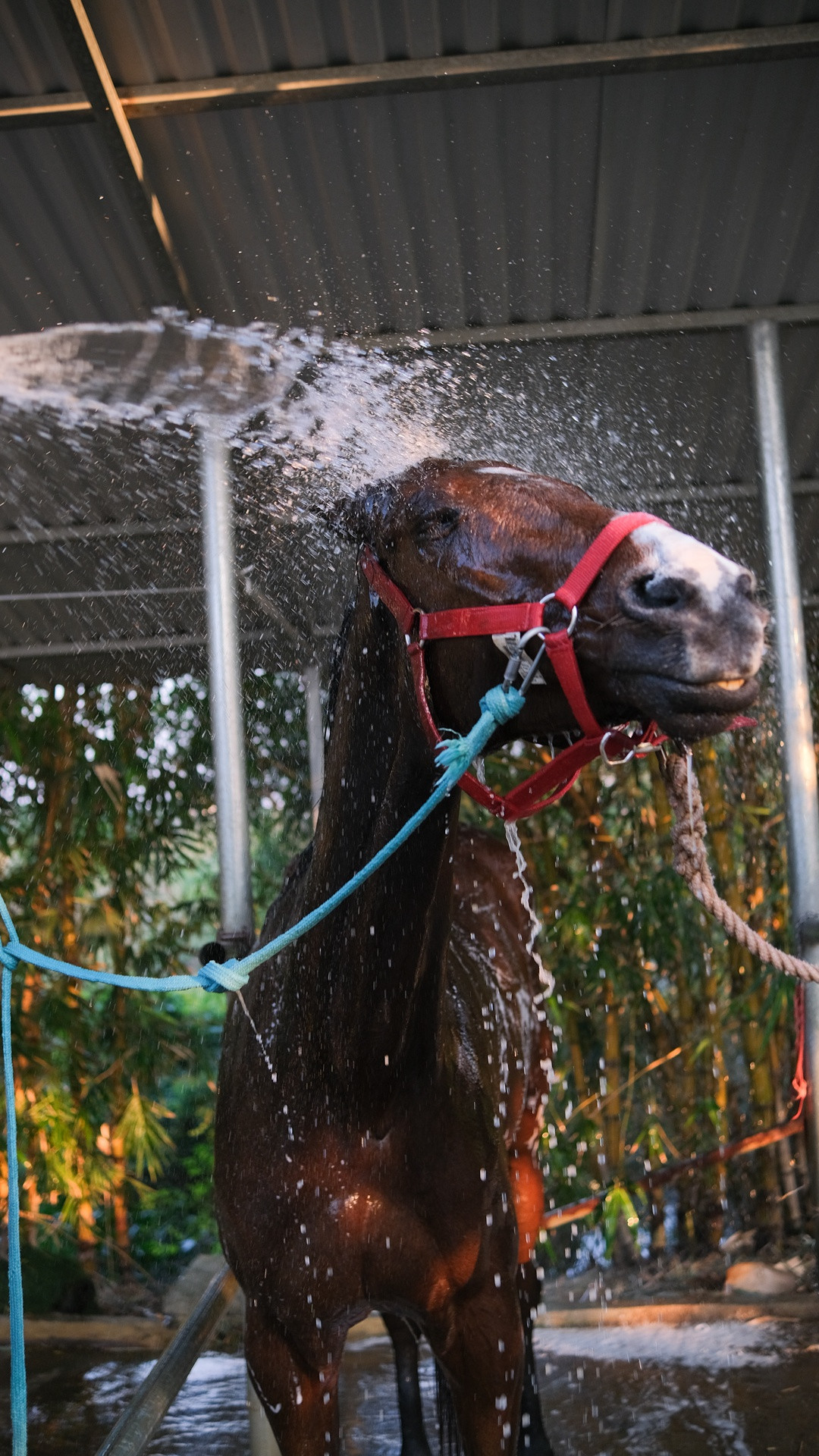 Sau mỗi buổi tập luyện dài và đầy bụi bẩn, tôi sẽ tắm và chải lông cho ngựa. Hoạt động này sẽ diễn ra thường xuyên hơn vào mùa hè, khi tiết trời nóng nực và các con ngựa cần được giải nhiệt.