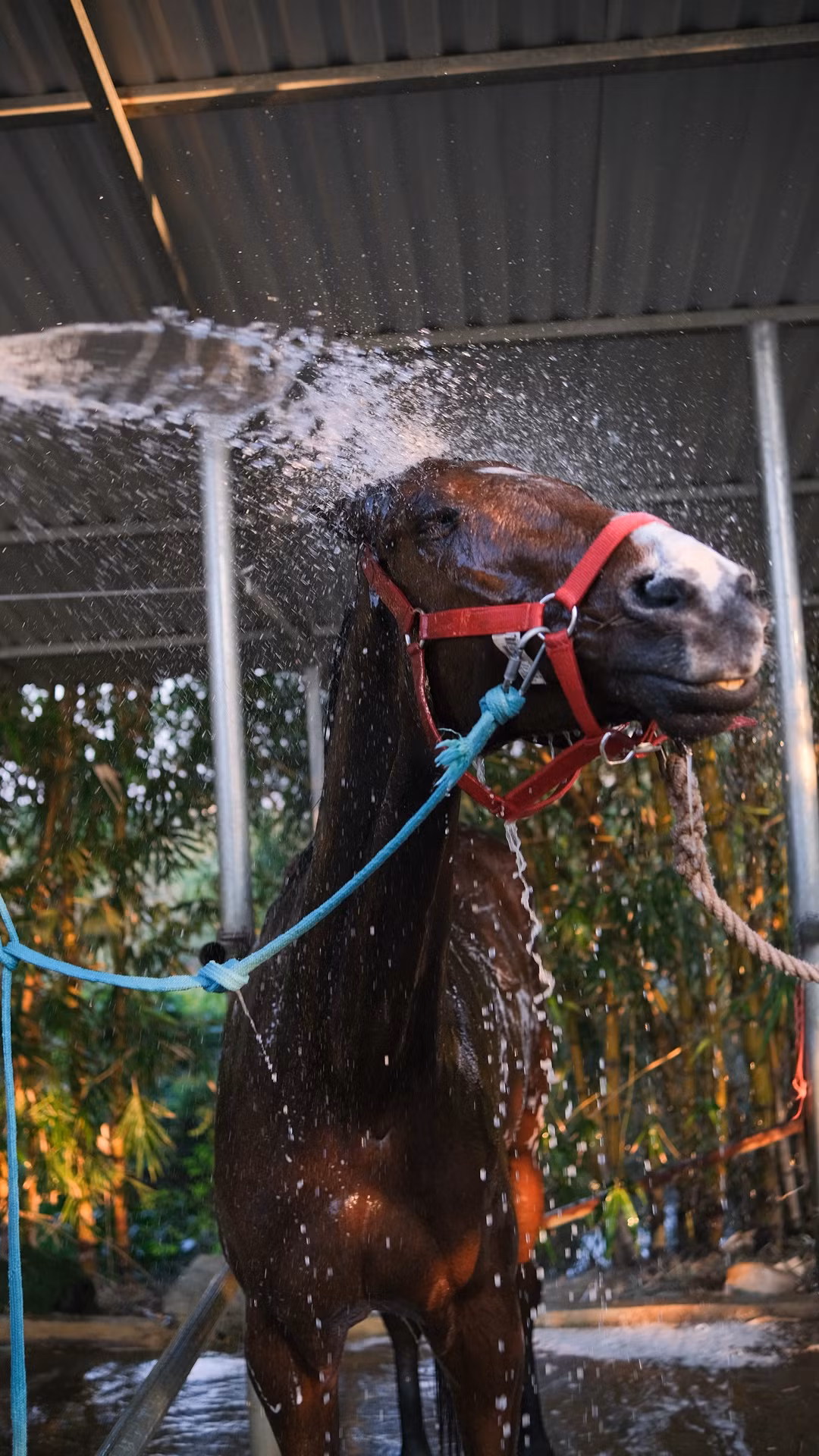 Sau mỗi buổi tập luyện dài và đầy bụi bẩn, tôi sẽ tắm và chải lông cho ngựa. Hoạt động này sẽ diễn ra thường xuyên hơn vào mùa hè, khi tiết trời nóng nực và các con ngựa cần được giải nhiệt.