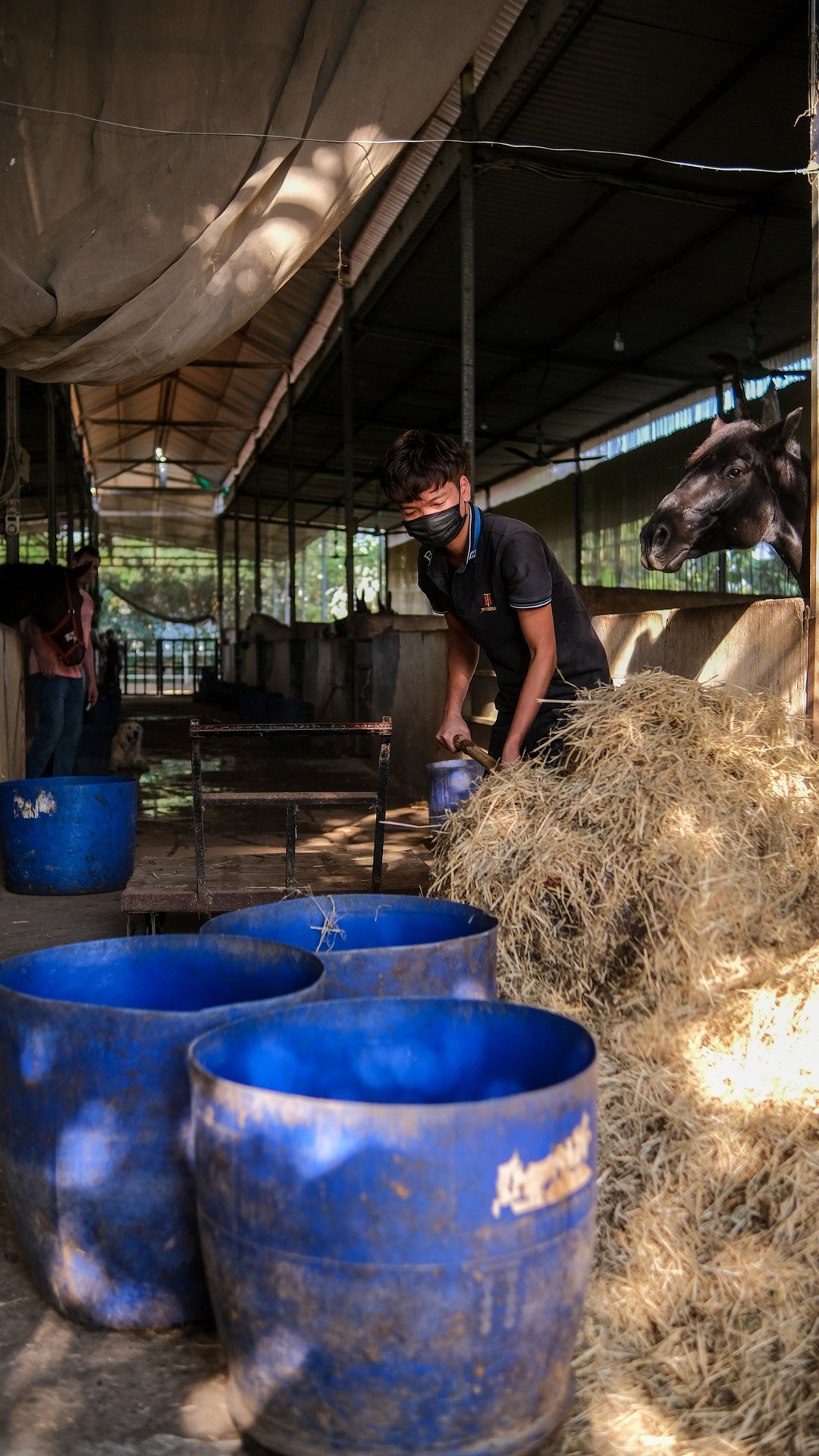 Đồ ăn chủ yếu của ngựa là cám và cỏ khô, đều được nhập khẩu. Ngoài ra, chúng còn được bổ sung vitamin và tiêm phòng. Bởi vậy, chi phí chăm sóc cả đàn ngựa có thể lên đến 80 triệu đồng/tháng, chưa bao gồm nhân công.