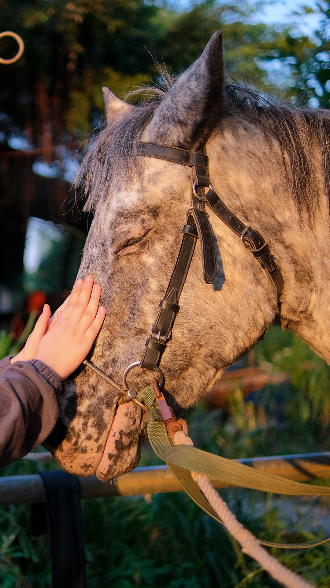 Cưỡi ngựa là môn thể thao đòi hỏi người chơi tương tác nhiều với con vật. Sự thân mật sẽ giúp học viên kiểm soát tình huống tốt hơn khi ngồi trên lưng ngựa. Do đó, làm quen với ngựa luôn là bài học đầu tiên của các tân binh. Một học viên mới của tôi đang dành thời gian vuốt ve, trò chuyện cùng chú ngựa sẽ đồng hành với cô trong buổi học.