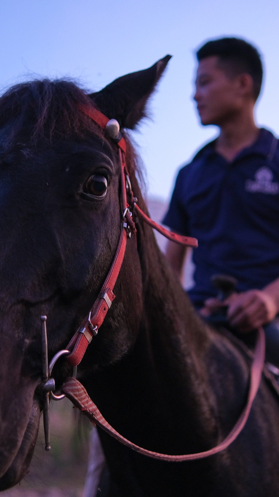 Tình cảm gắn bó giữa tôi và đàn ngựa là vô giá, khó có điều gì đánh đổi được. Vốn dĩ, tôi đến với nghề một cách tình cờ và chọn theo đuổi công việc này chỉ sau vài lần tiếp xúc với loài ngựa. Đến nay, nó vẫn là quyết định đúng đắn nhất của tôi.