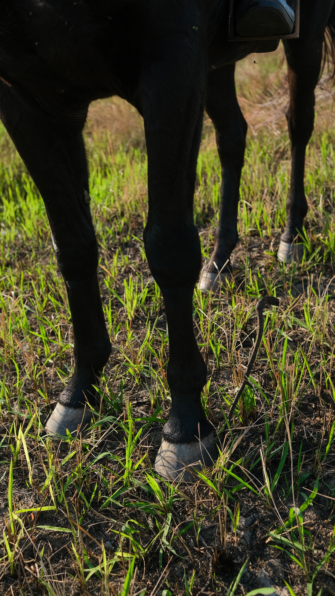 Bởi quen tập luyện trên nền đất thay vì sân bê tông, những con ngựa ở CLB không cần đóng móng sắt, giúp chúng phát triển tốt và thoải mái hơn.
