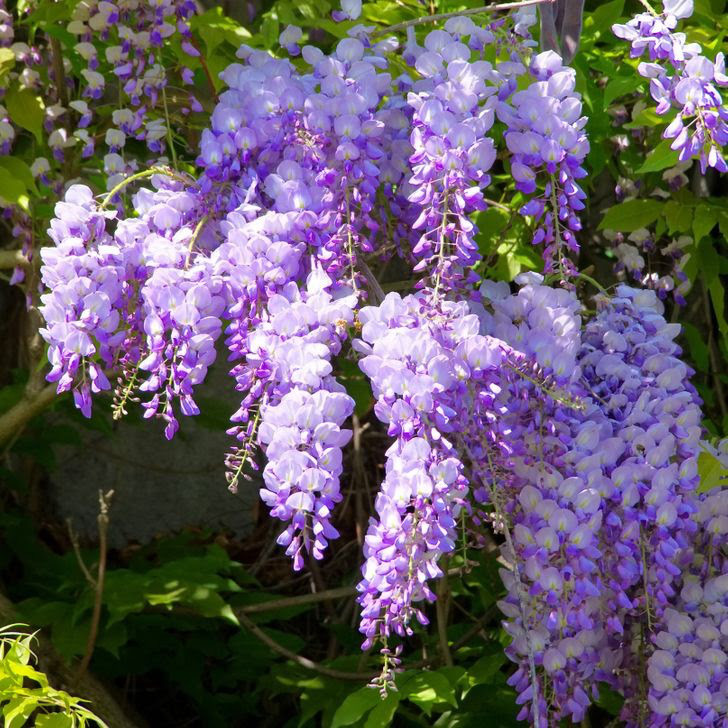 8 loai cay chung ta van thuong xuyen tiep xuc ma khong biet chung co doc-Hinh-5