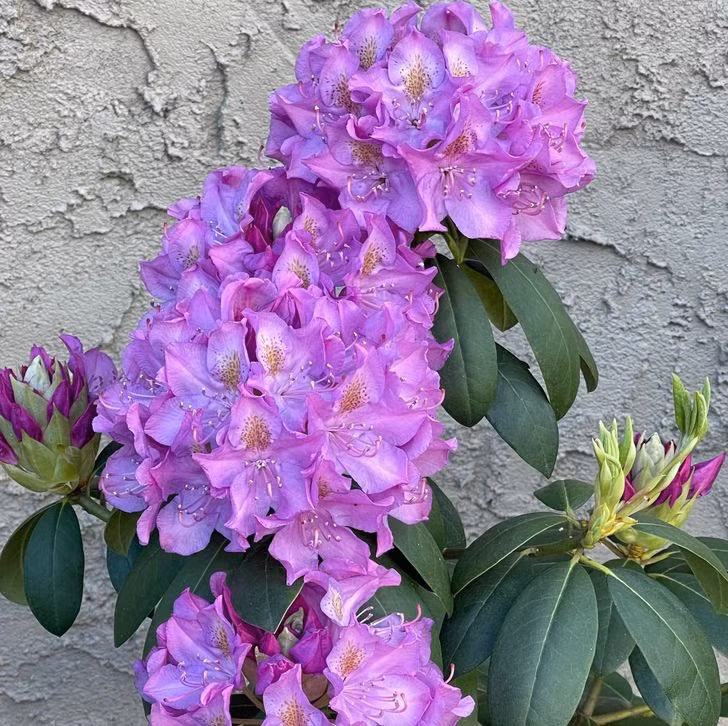 8 loai cay chung ta van thuong xuyen tiep xuc ma khong biet chung co doc-Hinh-8