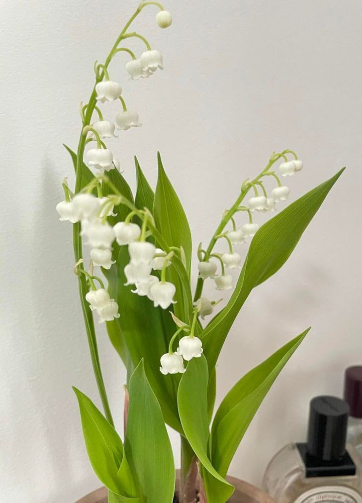 8 loai cay chung ta van thuong xuyen tiep xuc ma khong biet chung co doc-Hinh-2