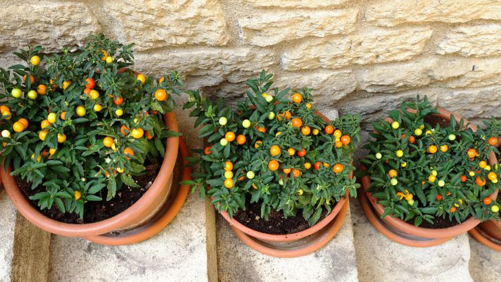 8 loai cay chung ta van thuong xuyen tiep xuc ma khong biet chung co doc-Hinh-6