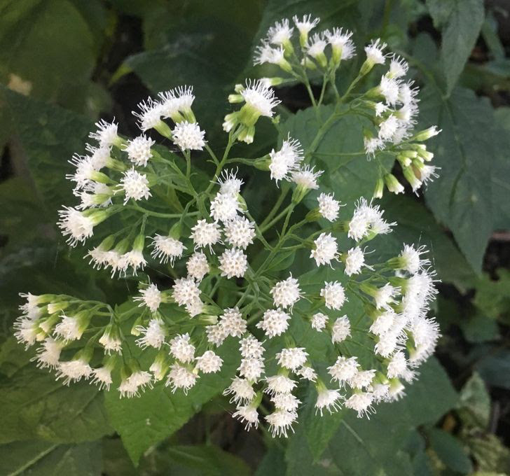 8 loai cay chung ta van thuong xuyen tiep xuc ma khong biet chung co doc-Hinh-7