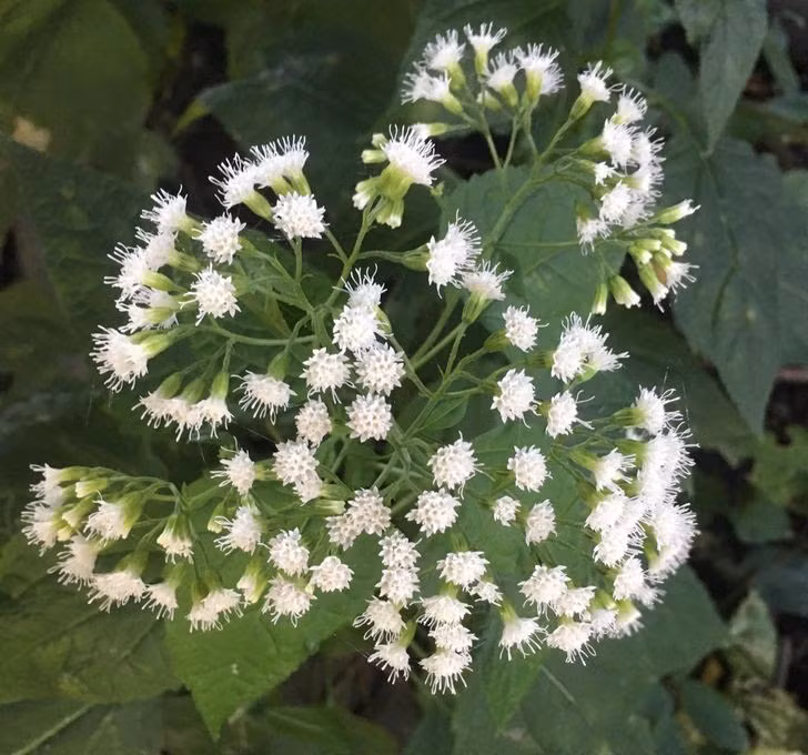 8 loai cay chung ta van thuong xuyen tiep xuc ma khong biet chung co doc-Hinh-7