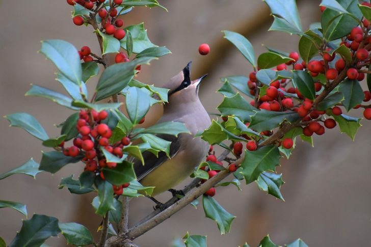8 loai cay chung ta van thuong xuyen tiep xuc ma khong biet chung co doc