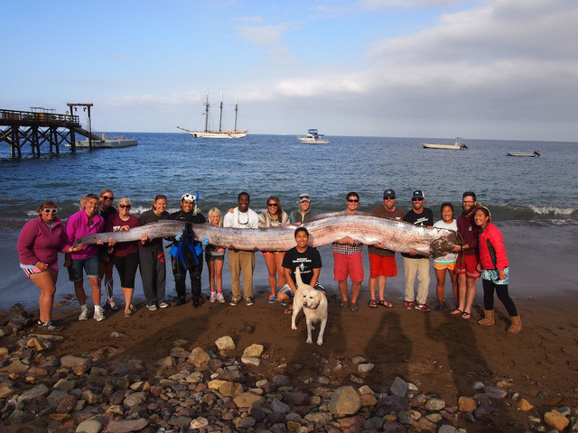 Ca Oarfish, bau vat cua bien sau-Hinh-2