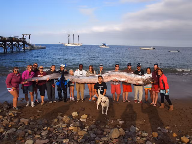 Ca Oarfish, bau vat cua bien sau-Hinh-2