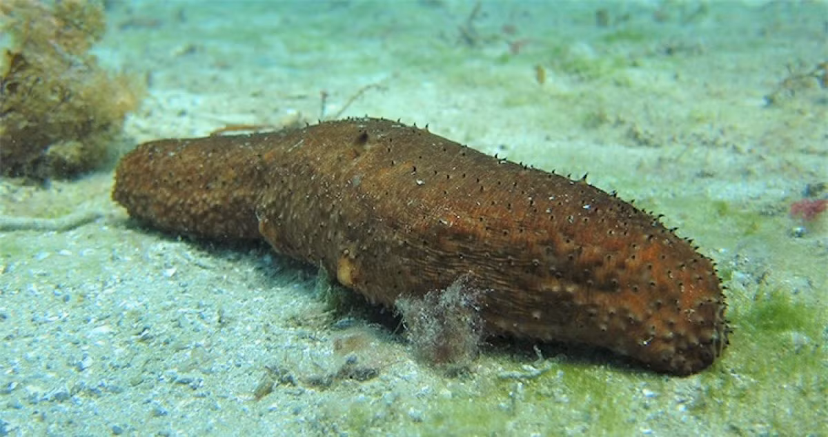 10 loài động vật có những khả năng đáng kinh ngạc ảnh 5