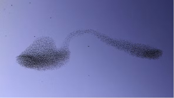 Nhiep anh gia Israel chup duoc khoanh khac hiem cua dan chim sao da