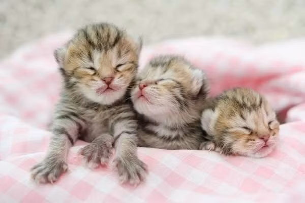 Bé gái sinh vào giờ Mão được dự đoán sẽ cải thiện tài vận cho cả gia đình. Những đứa trẻ sinh vào giờ này được dự đoán là người có tài, học hành giỏi giang, thi cử suôn sẻ. Sau khi tốt nghiệp, họ thường tìm được công việc tốt. Họ được dự đoán sẽ làm nên chuyện nhờ nỗ lực của bản thân và trở thành niềm tự hào của bố mẹ, gia đình.