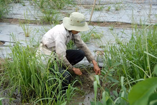 Để bắt được nhiều ếch, người đi câu chọn những nơi bờ thấp, trống hoặc ít cỏ.