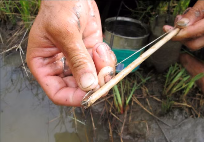 Những lưỡi câu như vậy thường được cắm ở các bờ ruộng, đê bao, liếp hay quanh vườn cây ăn trái vì các địa điểm này tập trung nhiều ếch. Mỗi người đi câu thường cắm khoảng 100 – 300 cần.