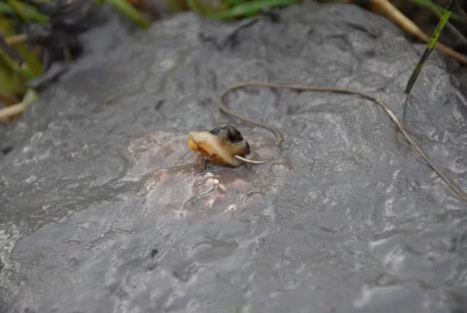 Kinh nghiệm của người chuyên câu "gà đồng" là làm dây câu ngắn để ếch không kéo xuống nước dễ mắc câu. Kích thước mồi phù hợp nhất, theo anh Toàn, cỡ bằng đầu ngón tay. "Nếu mồi nhỏ quá chỉ dính những con ếch nhỏ, mồi lớn quá ếch rất dễ sẩy", anh nói.