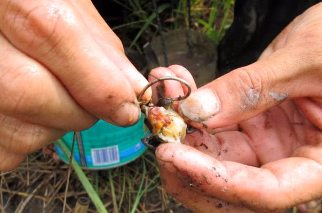 Mỗi cần đặt cách nhau 5 - 6 m, tối đa là 7 m.