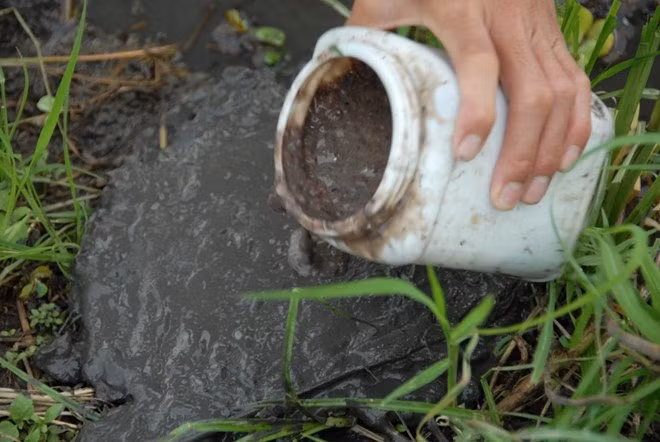 Trước khi cắm cần, người làm nghề phải móc đất tạo bãi cho láng rồi để mồi lót lên mặt. Tiếp đến, họ lấy chiếc cần câu móc mồi cắm mạnh xuống bờ và để chiếc lưỡi trên mặt bãi bùn. Theo giải thích của những người làm nghề này, việc xoa bùn phẳng là cần thiết vì ếch thích ăn mồi ở địa hình như vậy.