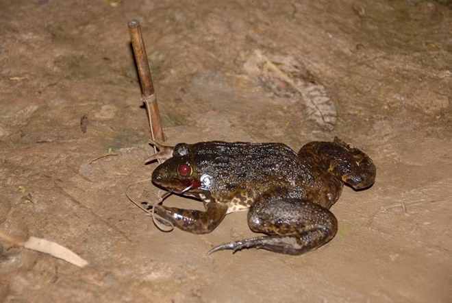 Dù việc cắm cần câu ếch có thể làm quanh năn, nhưng vào mùa nước nổi, ếch có nhiều hơn mùa khác. Bình quân mỗi ngày, một người bắt được 5 - 10 kg ếch lớn nhỏ.