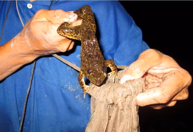 Ông Nguyễn Văn Thạch (Sáu Thạch) ở xã Hòa An, huyện Phụng Hiệp, Hậu Giang cho biết, sau khi đặt cần khoảng 2 giờ, người đi câu sẽ đi sửa lại mồi, gỡ ếch mắc câu.