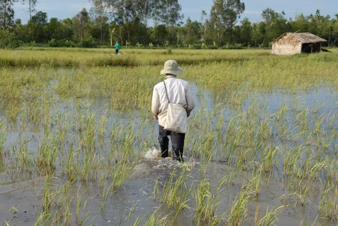 Thời điểm đặt cần khoảng 15h đến 17h30. Khi nước cạn, người đi câu lội bộ. Nếu nước sâu, họ đi xuồng.