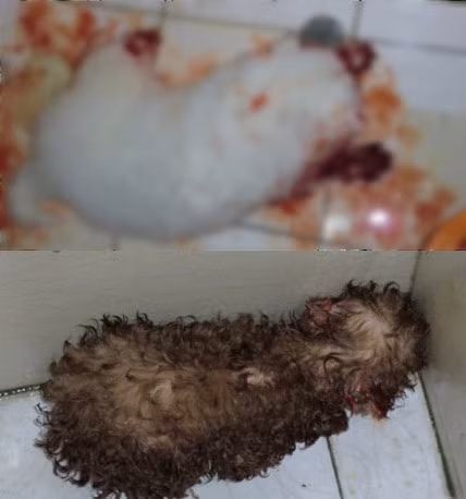 Không những không nhận thức được hành vi vô nhân tính của mình, người đăng ảnh còn có vẻ thích thú với cảnh tra tấn và giết hại dã man những chú chó đáng thương và "khoe chiến tích" lên mạng.