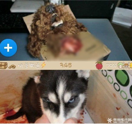 Những bức ảnh trên khiến cư dân mạng Trung Quốc vô cùng phẫn nộ. Trên trang mạng Sina Weibo, một thành viên bất bình: "Tôi không thể tưởng tượng lại có người dã man đến vậy, cô (anh) ta đã đạt đến trình độ của một "nhà tâm lý".