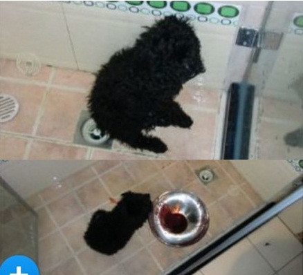 Tôi thậm chí còn không dám xem những bức ảnh này. Thật là kinh khủng", một thành viên viết.