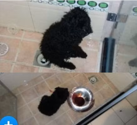 "Tôi thậm chí còn không dám xem những bức ảnh này. Thật là kinh khủng", một thành viên viết.