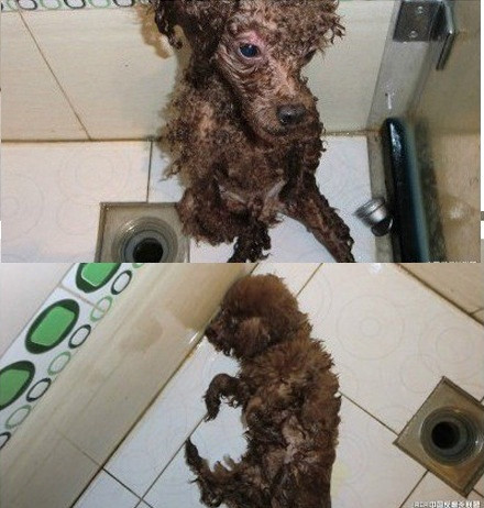 "Khi con người bị thương vì chó cắn, pháp luật bảo vệ họ. Nhưng tôi muốn hỏi, những hành động tra tấn động vật dã man như thế này thì có luật nào bảo vệ chúng không? Người ta hay nói mọi người bình đẳng trước pháp luật, nhưng lại có một số người thậm chí không bằng một con chó...", nickname Chom... chỉ trích.