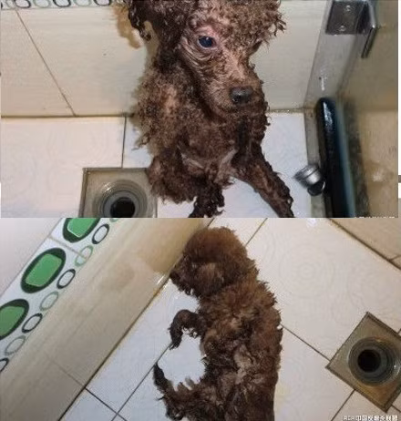 "Khi con người bị thương vì chó cắn, pháp luật bảo vệ họ. Nhưng tôi muốn hỏi, những hành động tra tấn động vật dã man như thế này thì có luật nào bảo vệ chúng không? Người ta hay nói mọi người bình đẳng trước pháp luật, nhưng lại có một số người thậm chí không bằng một con chó...", nickname Chom... chỉ trích.